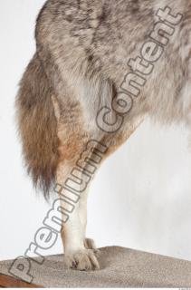 Wolf leg photo reference 0006